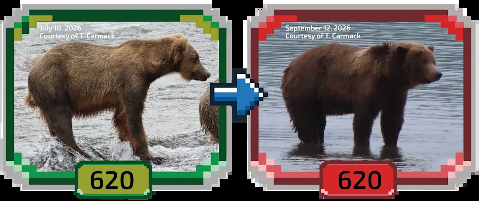 Fat Bear Week 2026 Kicks Off — 16 Bears Compete as Voting Overwhelms Servers