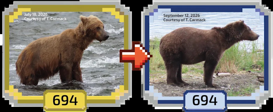 Fat Bear Week 2026 Kicks Off — 16 Bears Compete as Voting Overwhelms Servers