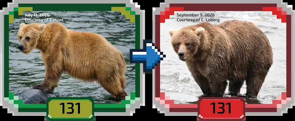 Fat Bear Week 2026 Kicks Off — 16 Bears Compete as Voting Overwhelms Servers