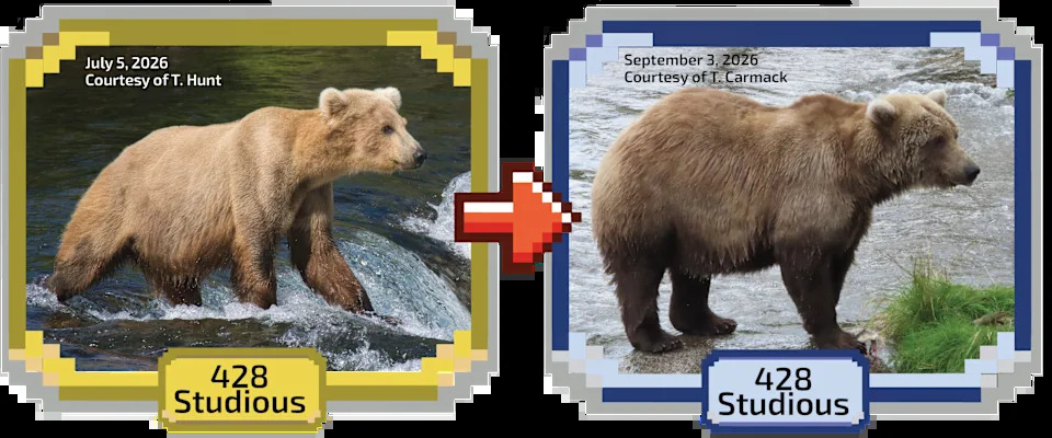 Fat Bear Week 2026 Kicks Off — 16 Bears Compete as Voting Overwhelms Servers