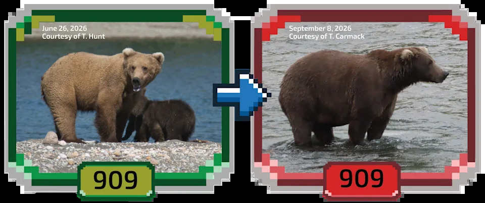 Fat Bear Week 2026 Kicks Off — 16 Bears Compete as Voting Overwhelms Servers