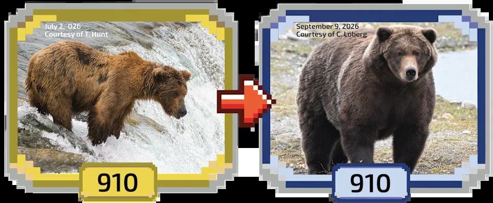 Fat Bear Week 2026 Kicks Off — 16 Bears Compete as Voting Overwhelms Servers