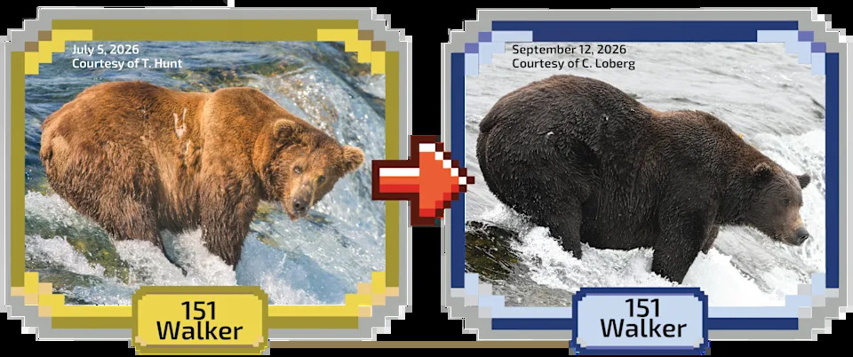 Fat Bear Week 2026 Kicks Off — 16 Bears Compete as Voting Overwhelms Servers
