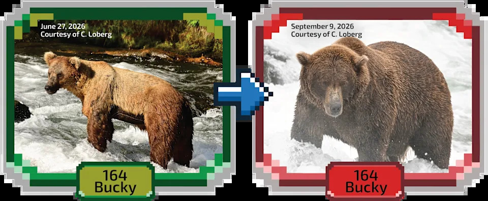 Fat Bear Week 2026 Kicks Off — 16 Bears Compete as Voting Overwhelms Servers