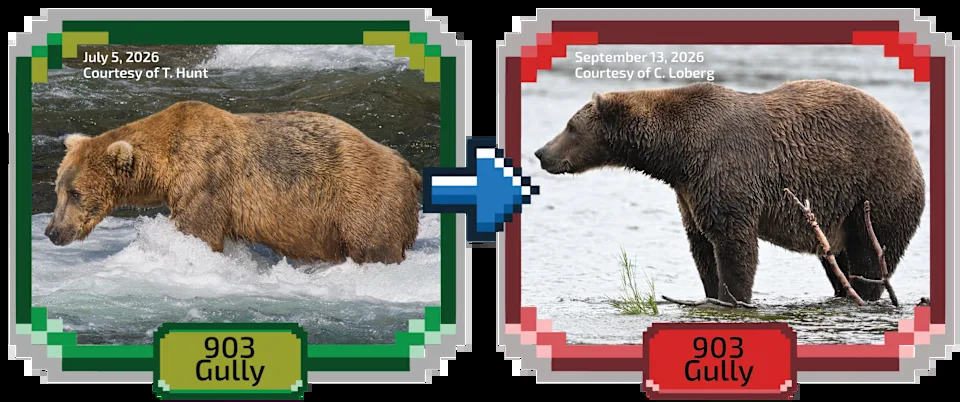 Fat Bear Week 2026 Kicks Off — 16 Bears Compete as Voting Overwhelms Servers