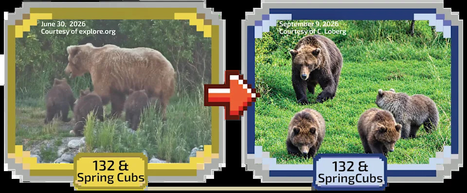 Fat Bear Week 2026 Kicks Off — 16 Bears Compete as Voting Overwhelms Servers