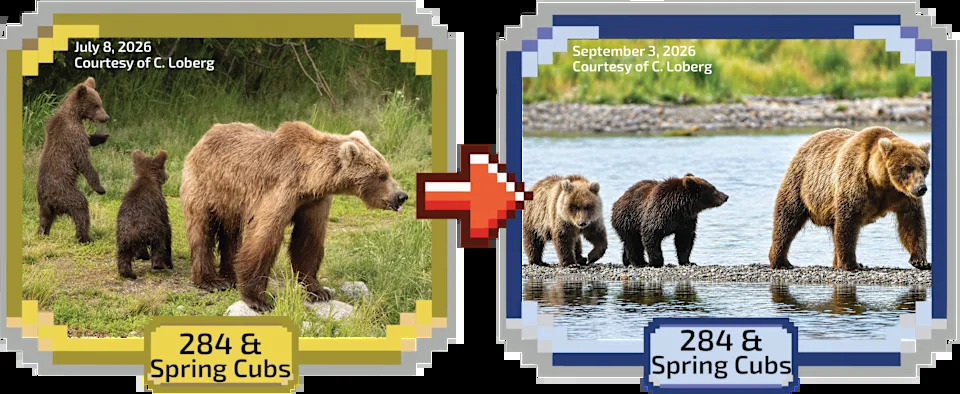 Fat Bear Week 2026 Kicks Off — 16 Bears Compete as Voting Overwhelms Servers