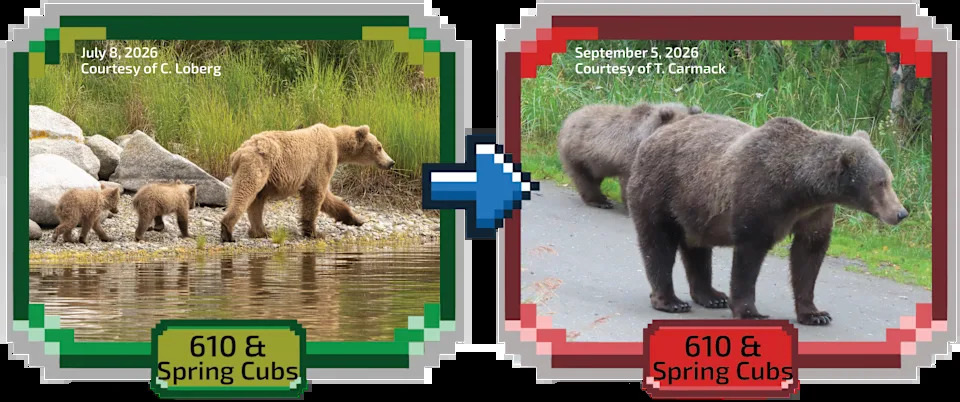 Fat Bear Week 2026 Kicks Off — 16 Bears Compete as Voting Overwhelms Servers