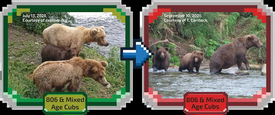 Fat Bear Week 2026 Kicks Off — 16 Bears Compete as Voting Overwhelms Servers