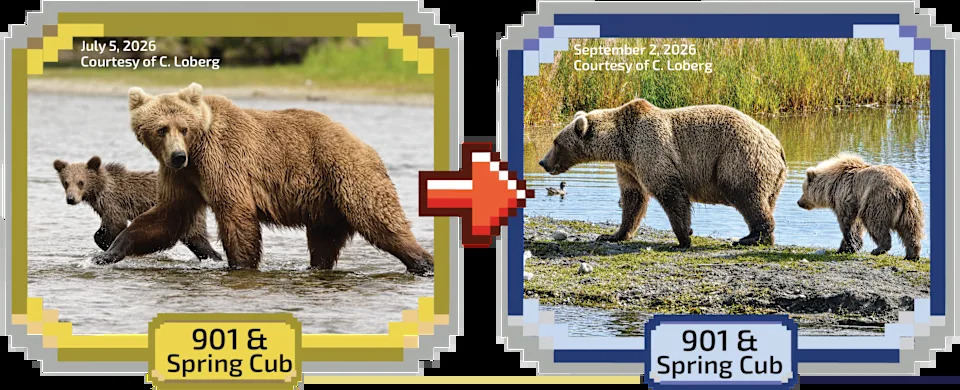 Fat Bear Week 2026 Kicks Off — 16 Bears Compete as Voting Overwhelms Servers