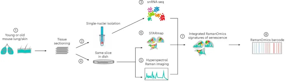 MIT's RamanOmics Uses Light to Detect Senescent Cells Non‑Destructively