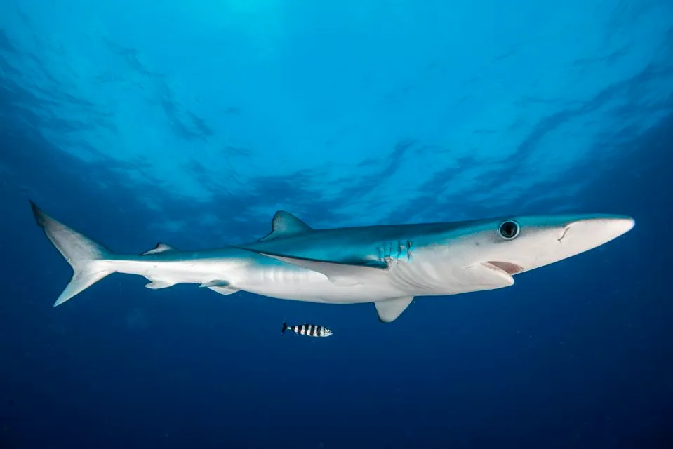 How Pelagic 'Seascapes' Reveal Where Sharks, Turtles and Whales Will Be