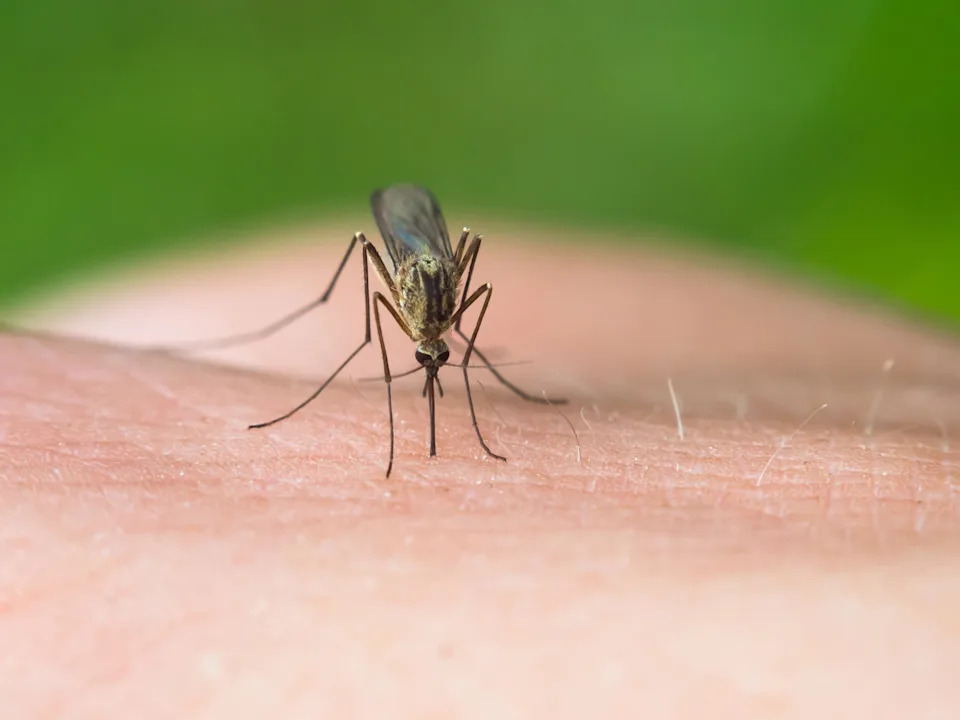 Third Death Reported in Rare 'Airport Malaria' Cluster Near Frankfurt Airport