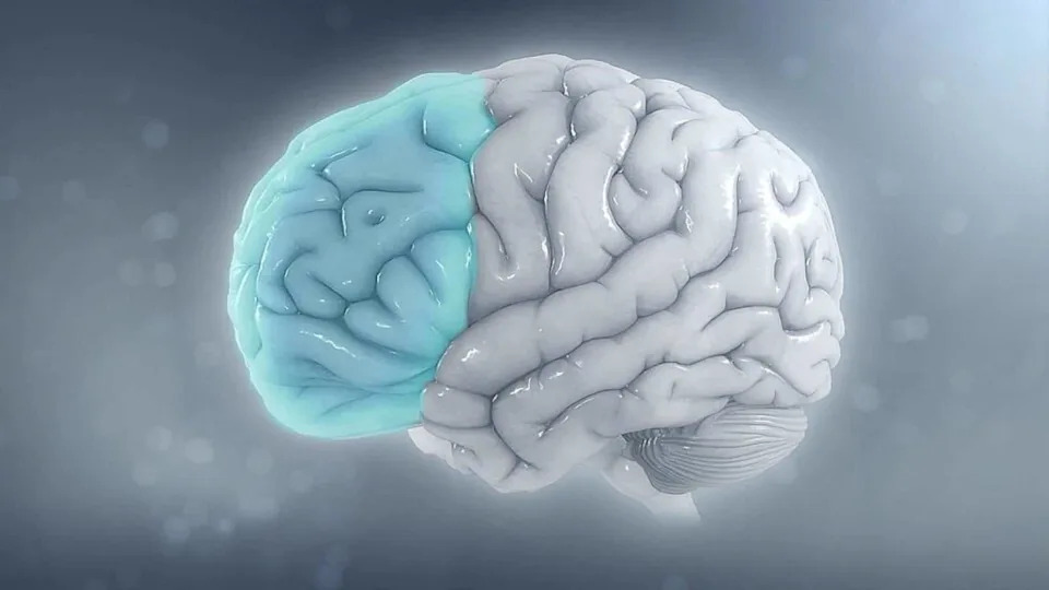 Hidden Immune Hubs in the Skull May Act as a First Line of Defense Against Brain Tumors