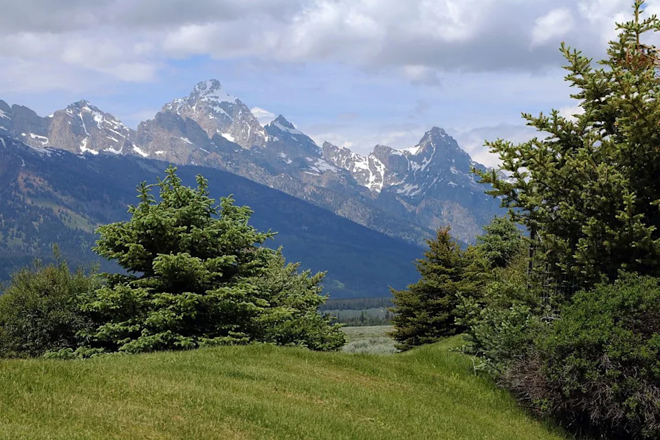 Researcher Finds 1,289‑Year‑Old Whitebark Pine in Grand Teton — Oldest Ever Recorded