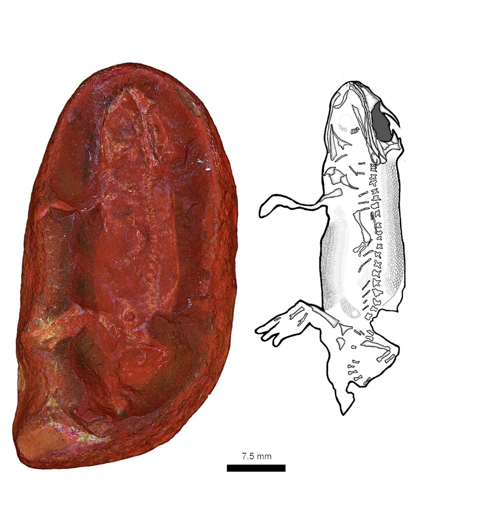 Named for Two Moms: Jeanerpeton mazonensis — A 309-Million-Year-Old Amphibian From Mazon Creek