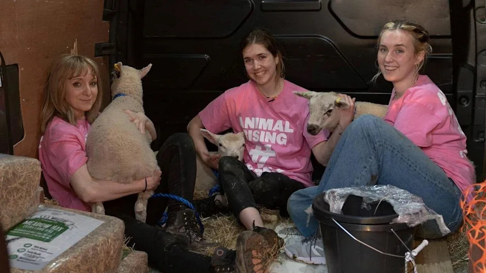 Animal Rising Activists Found Guilty Over Theft Of King’s Lambs From Sandringham