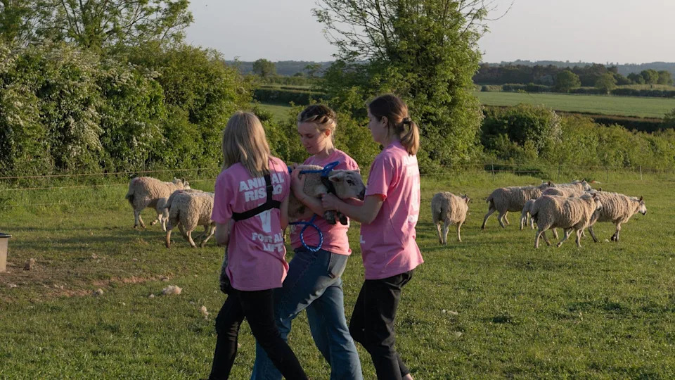 Animal Rising Activists Found Guilty Over Theft Of King’s Lambs From Sandringham