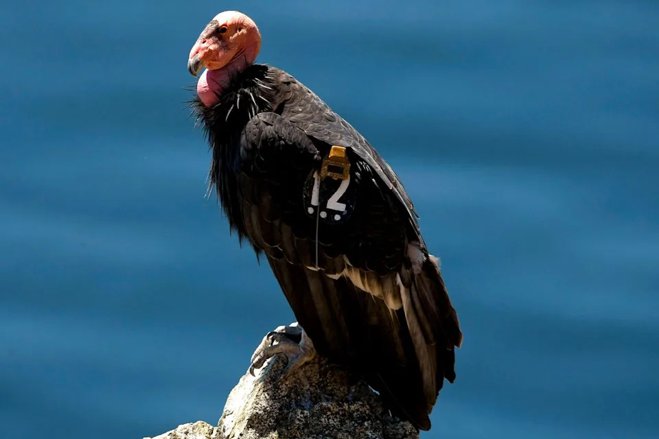 From 22 To 607: The Remarkable Comeback Of The California Condor