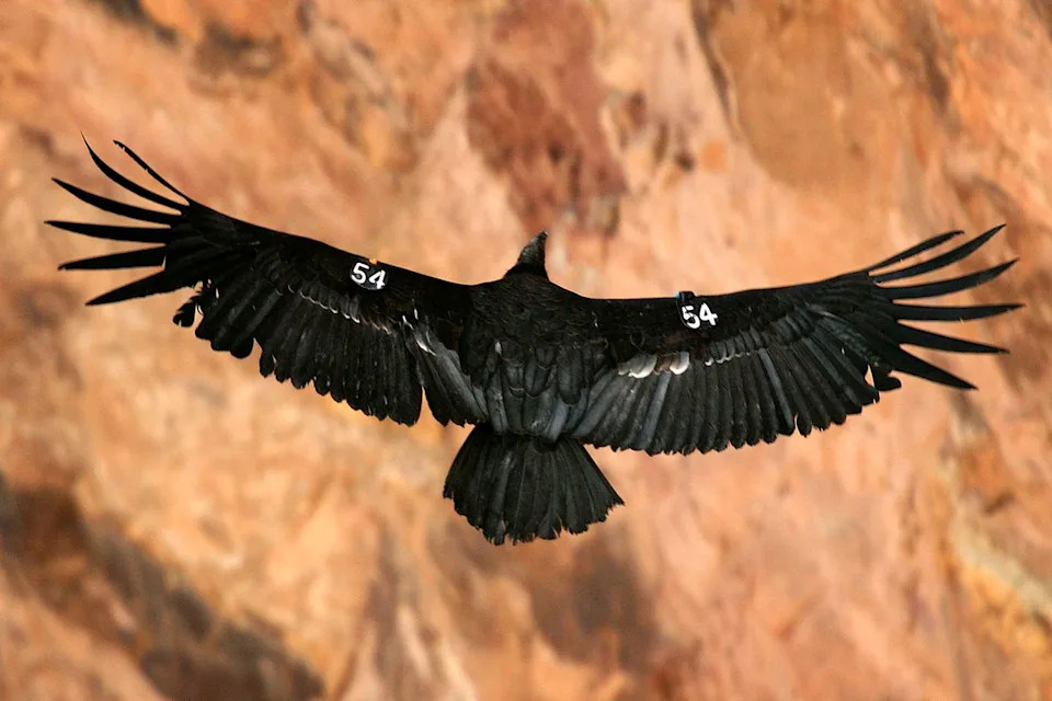 From 22 To 607: The Remarkable Comeback Of The California Condor