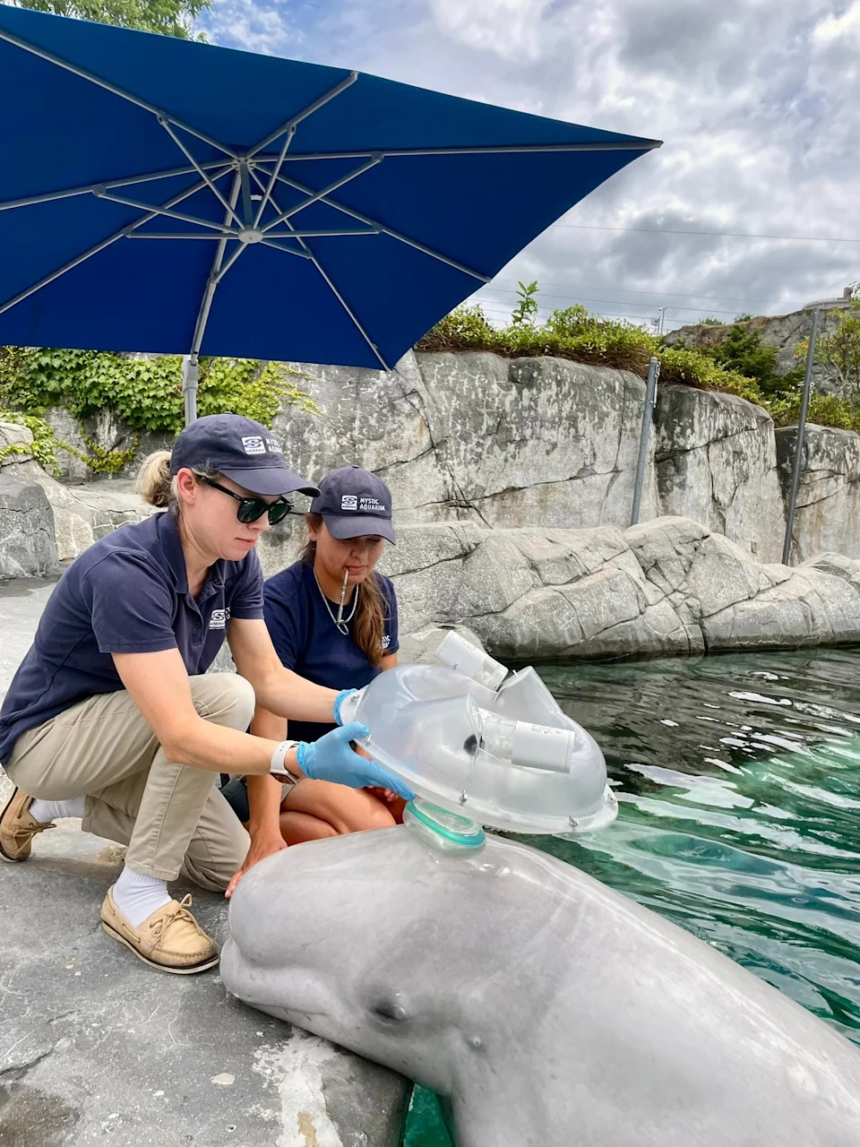Blowhole Nebulizer Helps Cure Beluga's Drug‑Resistant Pneumonia Using Bacteriophages
