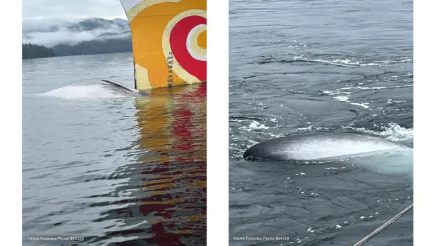 Endangered 57.5‑Foot Fin Whale Found Dead On Cruise Ship Bow In Sitka — NOAA Investigating