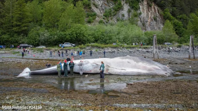 Endangered 57.5‑Foot Fin Whale Found Dead On Cruise Ship Bow In Sitka — NOAA Investigating