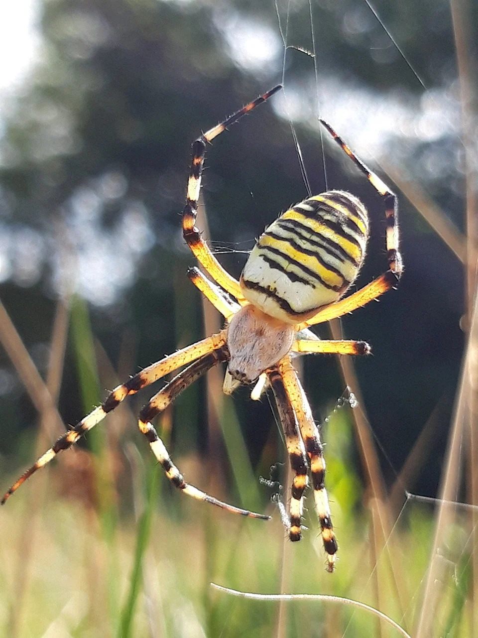 First Wasp Spider Recorded in Cheshire — 'Wendy' Highlights Climate-Driven Range Shifts