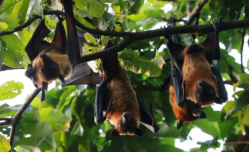 Major Study Traces Bat Origins to Europe About 65 Million Years Ago