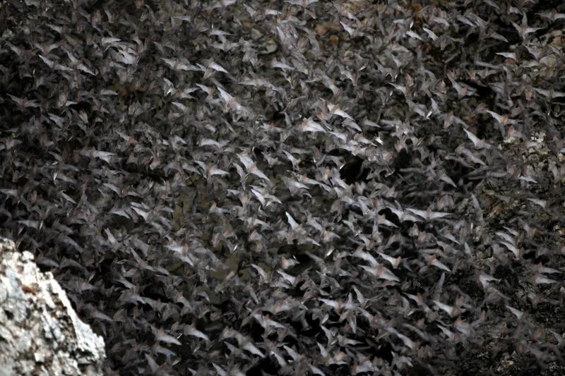 Major Study Traces Bat Origins to Europe About 65 Million Years Ago