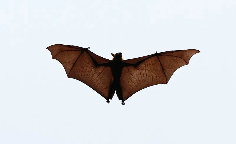 Major Study Traces Bat Origins to Europe About 65 Million Years Ago