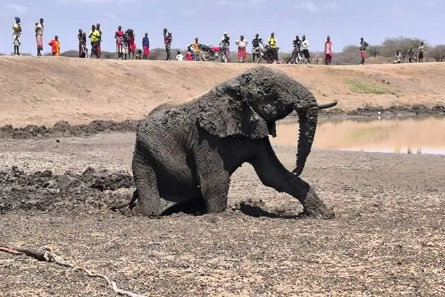 Young Elephant Pulled From Fast-Drying Mud Near Mount Kenya — Rescuers Act Without Sedation