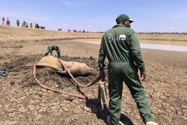 Young Elephant Pulled From Fast-Drying Mud Near Mount Kenya — Rescuers Act Without Sedation