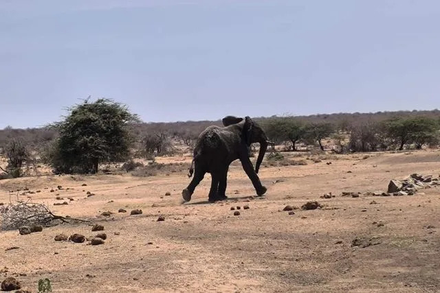 Young Elephant Pulled From Fast-Drying Mud Near Mount Kenya — Rescuers Act Without Sedation