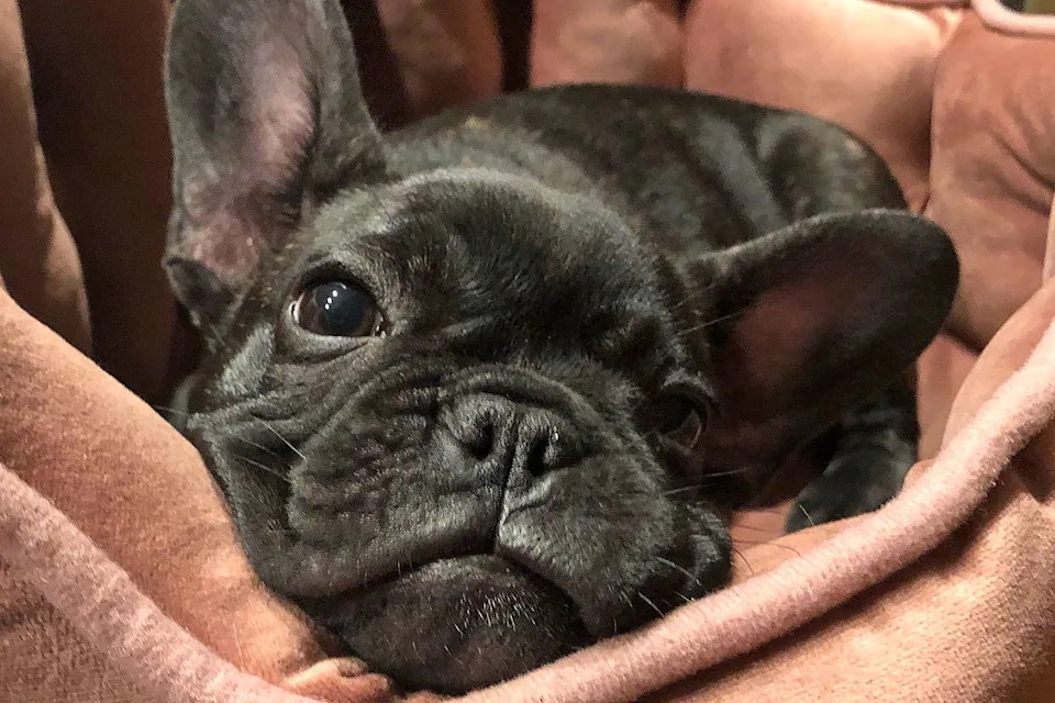 Heroic French Bulldog Dies After Saving Owners From Bear Attack in Northern California