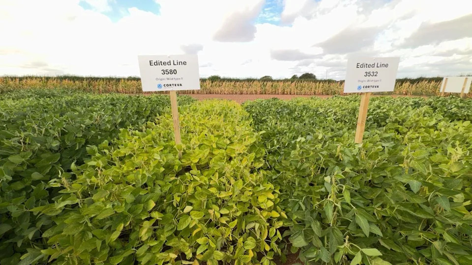 Gene-Edited Soybeans Thrive in Warwickshire Trial — Could Reduce UK Soya Imports