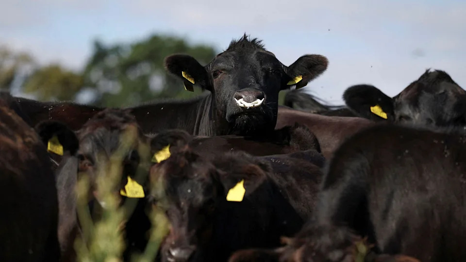 UK Heatwave Slashes Milk Deliveries by 240 Million Litres — Farmers Lose Over £83m