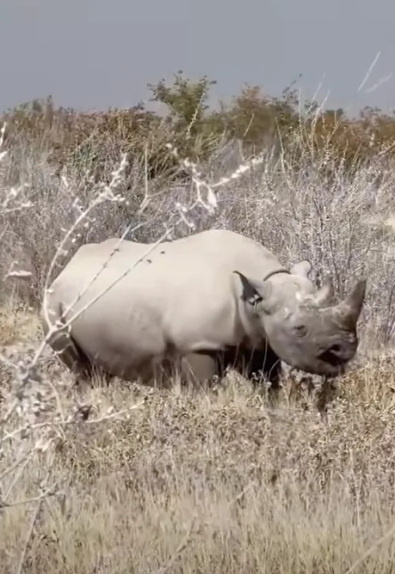 Terrifying Footage: Black Rhino Charges Rental Jeep, Tears Off Hood During Namibia Self-Drive Safari