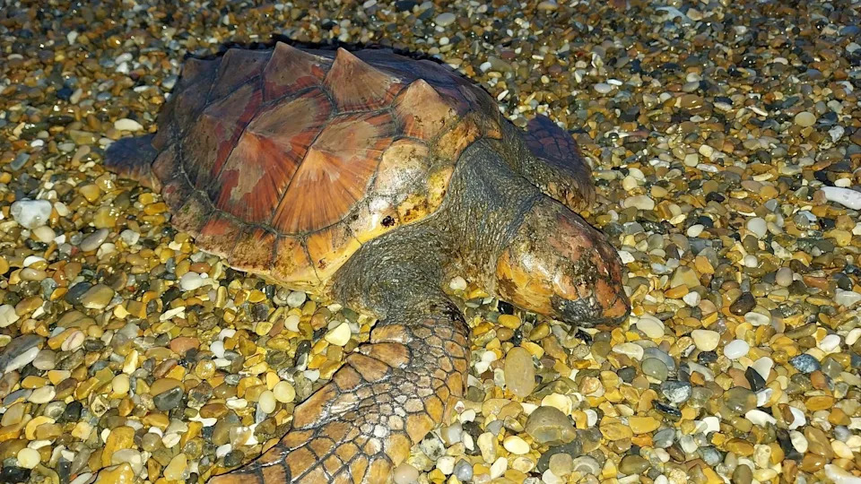 Betty the Cold‑Stunned Loggerhead Set For Release In The Azores After Seven Months