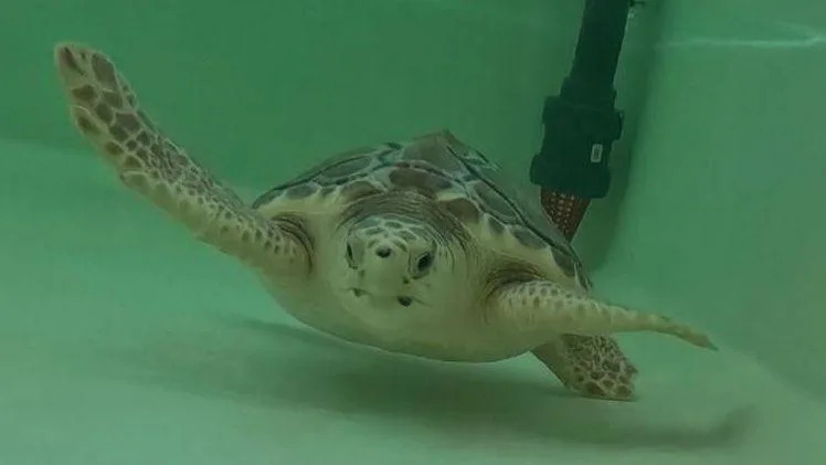 Betty the Cold‑Stunned Loggerhead Set For Release In The Azores After Seven Months