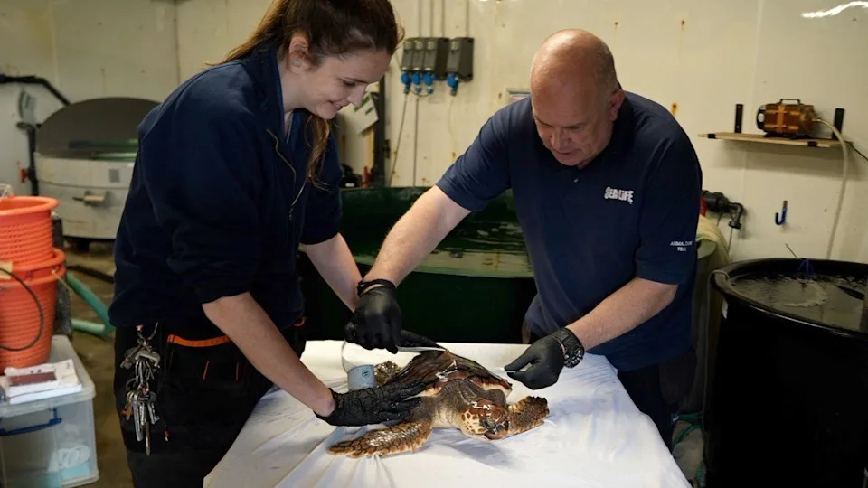 Betty the Cold‑Stunned Loggerhead Set For Release In The Azores After Seven Months