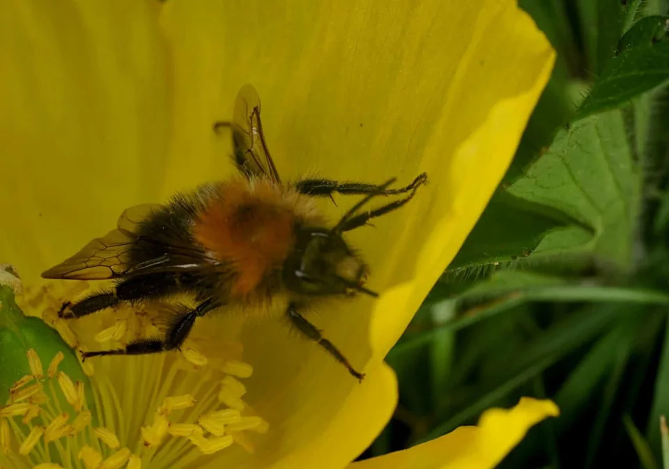 Zombie Flies Hollow Out Bees — Could Apocephalus borealis Be Driving Hive Collapse?