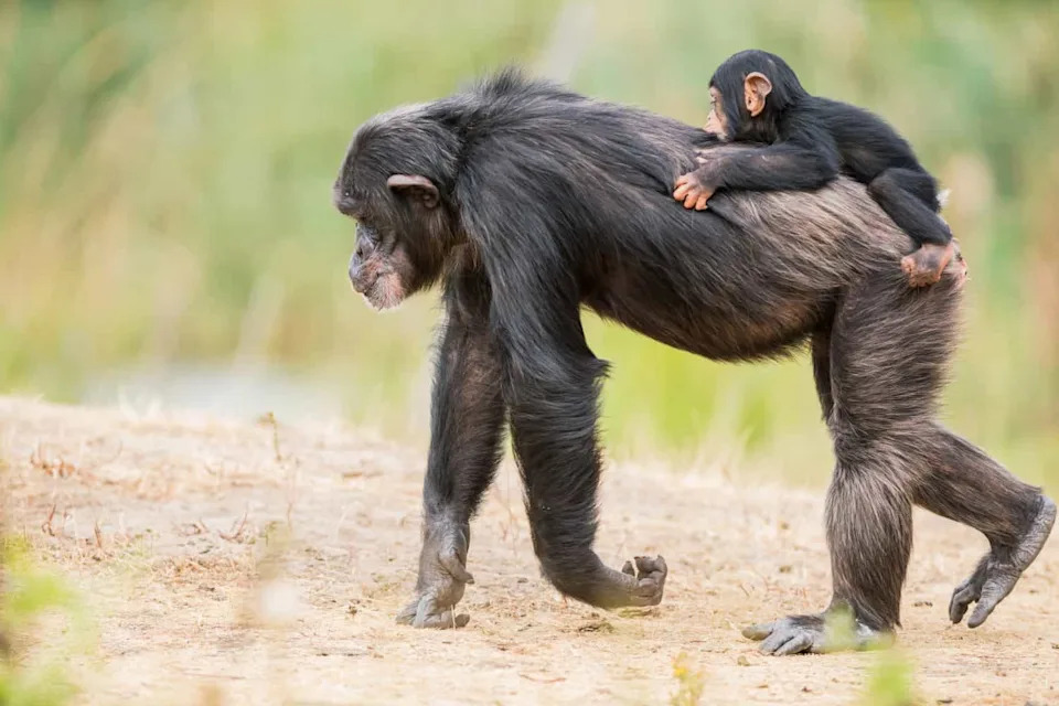 Why Chimp and Bonobo Mothers Sometimes Carry Dead Infants — Even Until They Mummify