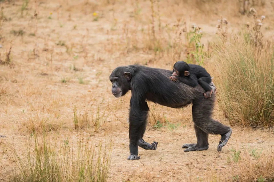 Why Chimp and Bonobo Mothers Sometimes Carry Dead Infants — Even Until They Mummify