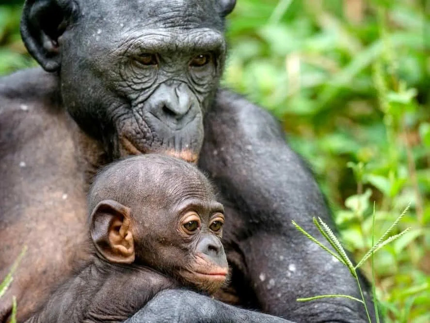 Why Chimp and Bonobo Mothers Sometimes Carry Dead Infants — Even Until They Mummify