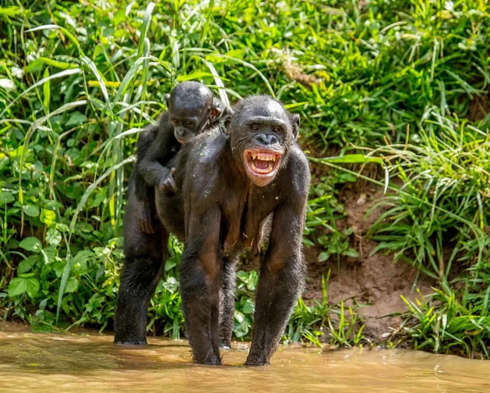 Why Chimp and Bonobo Mothers Sometimes Carry Dead Infants — Even Until They Mummify