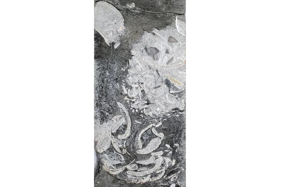 160-Million-Year-Old 'Vomit Pellets' Suggest Plesiosaurs Swam Ashore to Regurgitate Shells