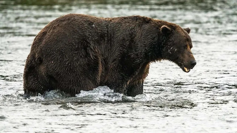 Fat Bear Week Returns to Alaska’s Katmai — Vote Daily Sept. 22–29 to Crown the Fattest Bear