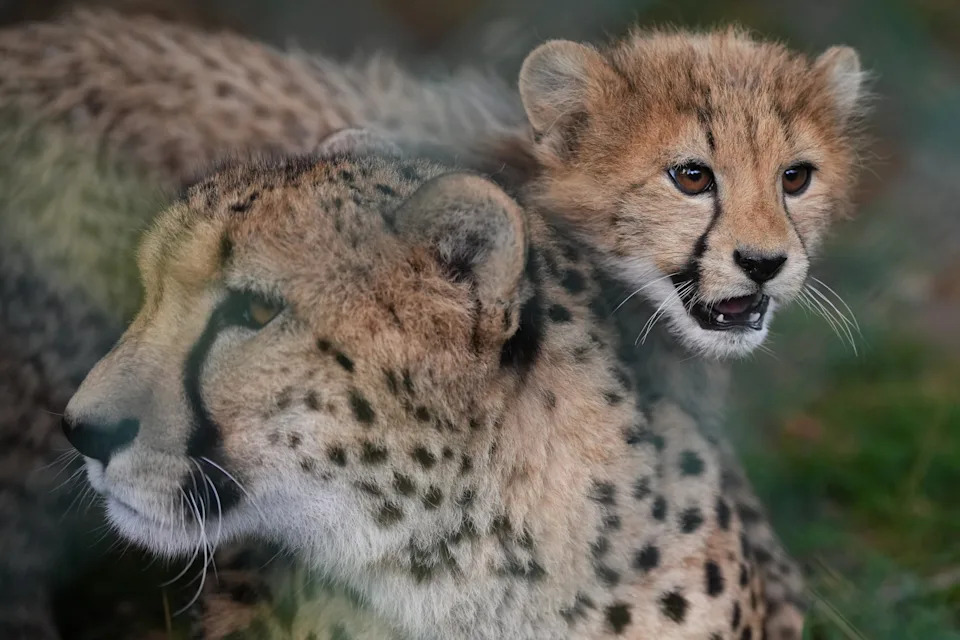 Quintuplet Cheetah Cubs Survive Storms and Mother's Illness at Prague Zoo
