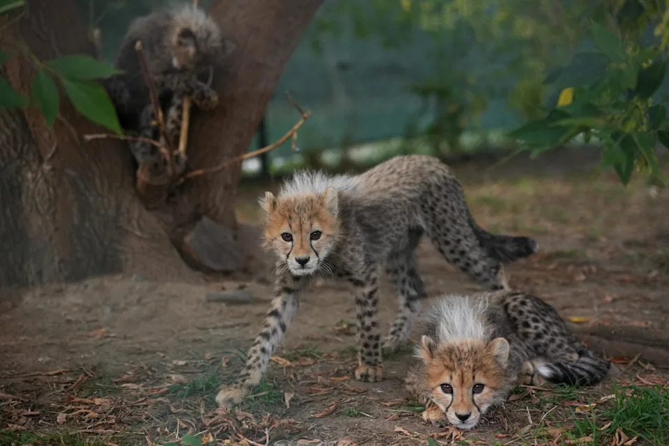 Quintuplet Cheetah Cubs Survive Storms and Mother's Illness at Prague Zoo